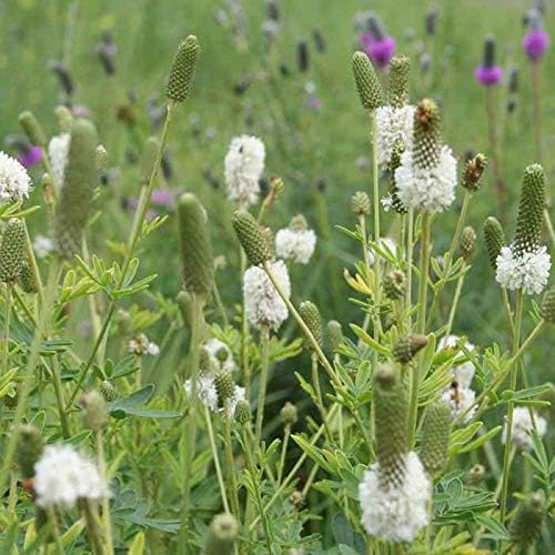 Outsidepride White Prairie Clover Seeds - 1/4 lb. Perennial Seeds for Planting, Easy to Grow, Drought & Heat Tolerant, High Protein Forage for Livestock, Ideal for Meadow Gardens, & Xeriscaping