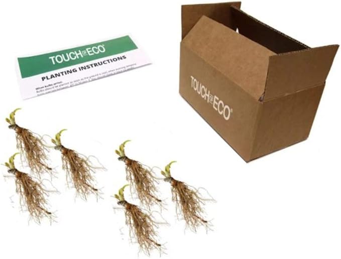 6 Pack of Mixed Heart-Shaped Hosta Bare Roots Plants - Rich Green Foliage, Low Maintenance for Your Home and Garden, Shipped Fresh & Daily from Our Coolers. 1000's Sold