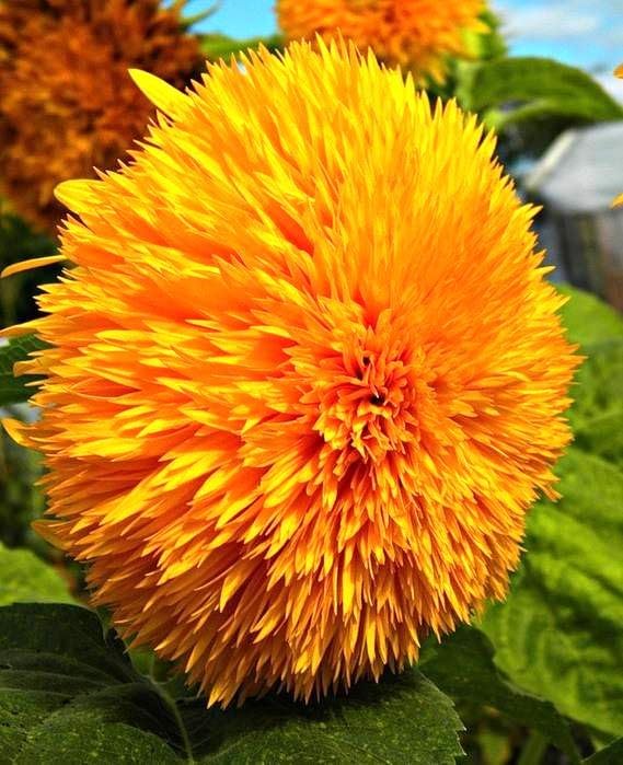 Seeds Fluffy Sunflower Teddy Bear 20 Seeds for Growing Dwarf 20-30” Tall Annual Plant Double Sunflower Pom-Pom Sunflower