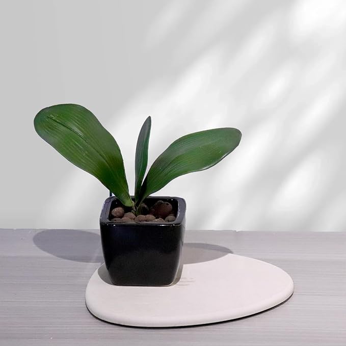 Elfcool Plant Saucer Quick Dry Absorbent Flower Plant Pot Saucer Dirp Tray Diatomaceous Earth Plant Mat for Indoor Outdoor Plants (8''-Off White-2pack)