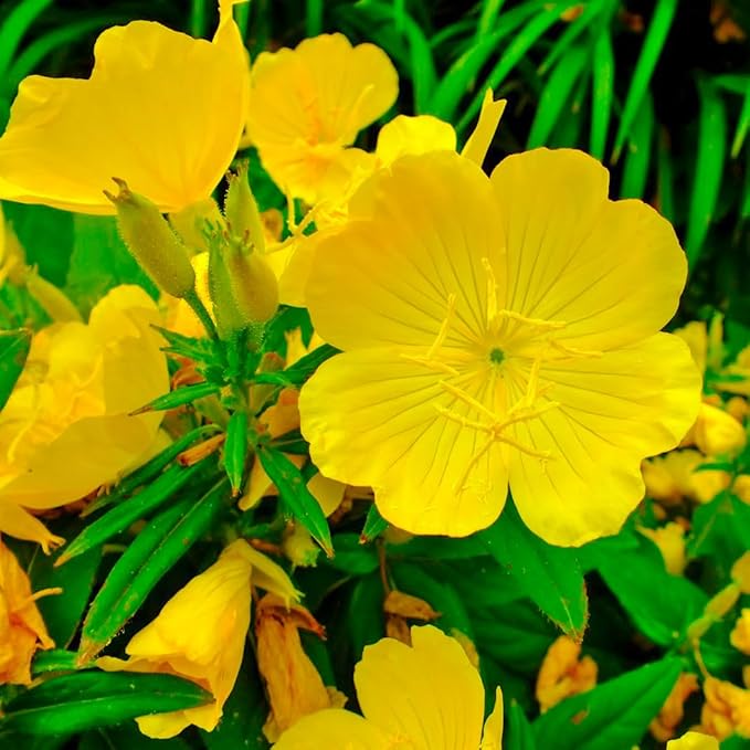 Created By Nature Evening Primrose Seeds, 44,000 Yellow Wildflower Seeds