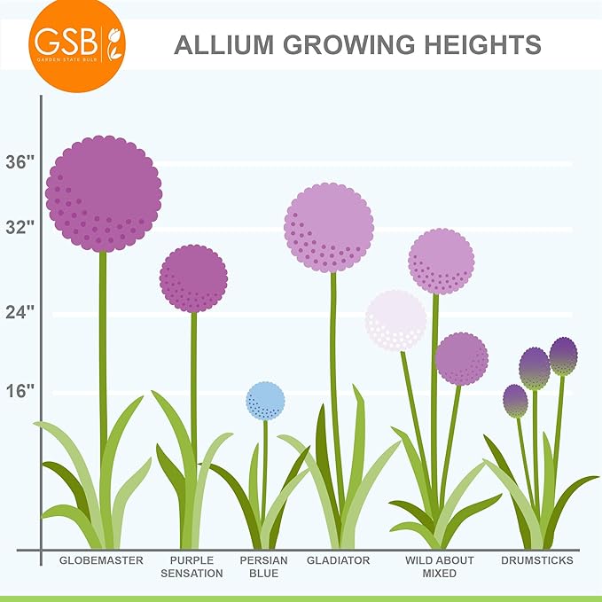 Garden State Bulb Purple Sensation Allium Flower Bulbs, 12/+ cm, Fall Planting (Bag of 100)