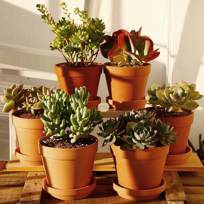 Terra Cotta Pots with Saucer- 6-Pack Large Clay Pots 5.5'' Ceramic Pottery Planter Cactus Flower Succulent Pot with Drainage Hole- Great for Plants,Crafts terra cotta planter