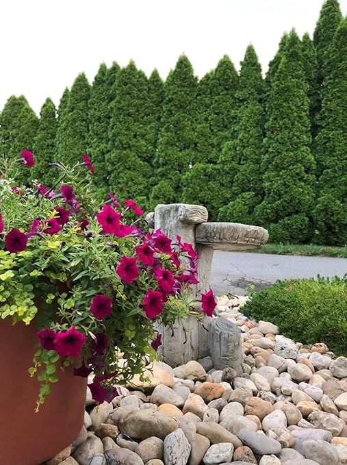 Organic Elemental Sulfur Fertilizer 90% 5 Pounds Acidic Soil Amendment, Hydrangea & Blueberry Fertilizer, Ideal for Garden Soil & Lawn Care - Lancaster Agricultural Products