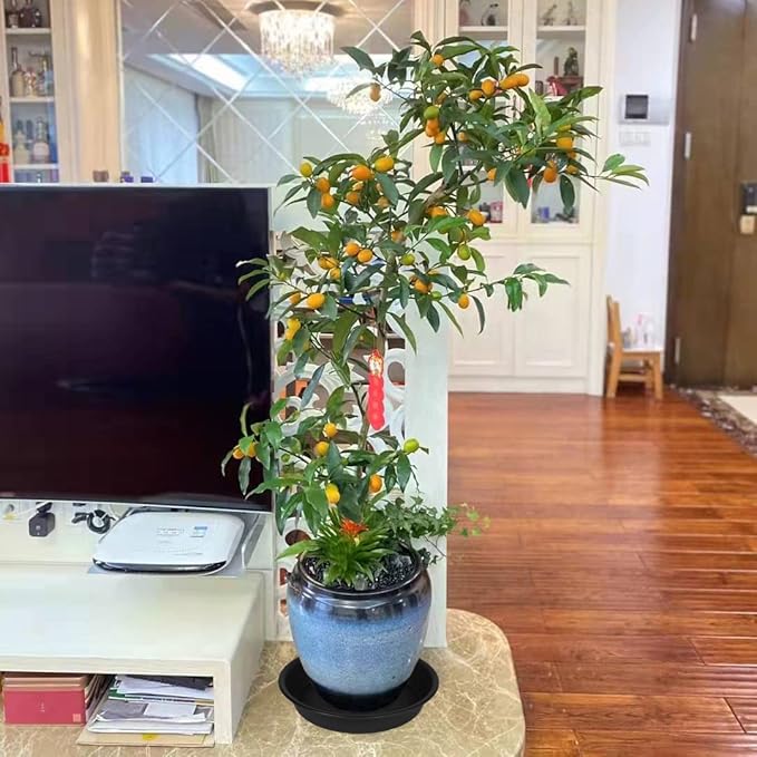 6 Pack of 8 inch Plant Saucer, Heavy Duty Plastic Plant Water Tray, Pebble Tray, Flower Saucers for Indoors, Pot Saucers, Bird Bath Bowls, Plant Dishes for Planter 7"/8" (8", Black)