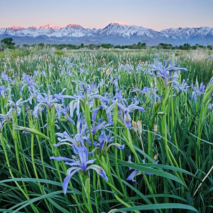 Created By Nature Wild Iris Seeds, 400 Purple Perennial Flower Seeds