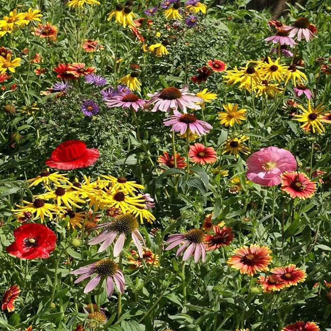 Outsidepride Midwest Wildflower Seed Mix - 5 Lbs Premium Blend of Annual & Perennial Native Wildflower Seeds for Midwestern States, Attracts Pollinators, Low-Maintenance, Ideal for Meadows & Gardens
