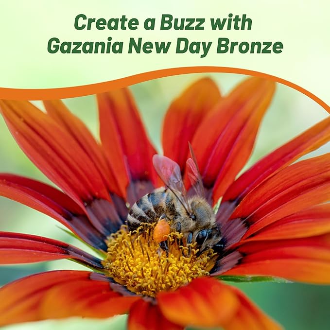 Outsidepride New Day Bronze Gazania Seeds for Planting – 25 Pcs Perennial, Low-Maintenance, Drought-Tolerant Ground Cover Seeds for Vibrant Summer & Fall Flowers, Great for Outdoor Gardens