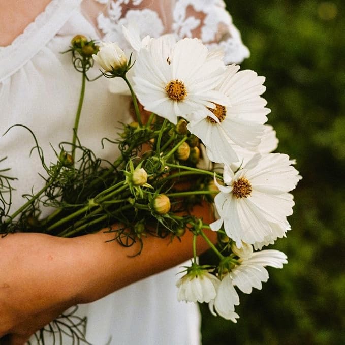 Purity Cosmos - 250 Seeds - Beautiful White Flowers, Attracts Butterflies & Pollinators, Great for Bouquets, Non-GMO Heirloom Cosmos Seeds for Planting in The Home Garden, Thresh Seed Company