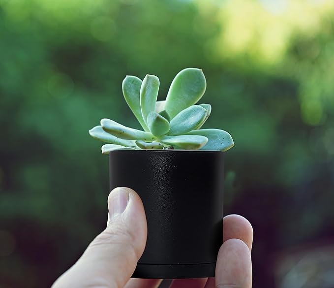 D'vine Dev 24 Pack 2 Inch Mini Plastic Plant Pots, Small Garden Planters for Plant with Drainage Holes and Saucers, Black Color, 74-Y-A-6