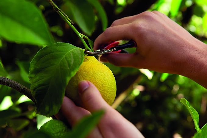 Felco F320 Pruning Snips – 6" Swiss-Made Garden Clippers with Curved Blade & Rounded Tip | Pruning Shears for Gardening | Garden Snips and Pruners with Carbon Steel Blade, Sap Groove