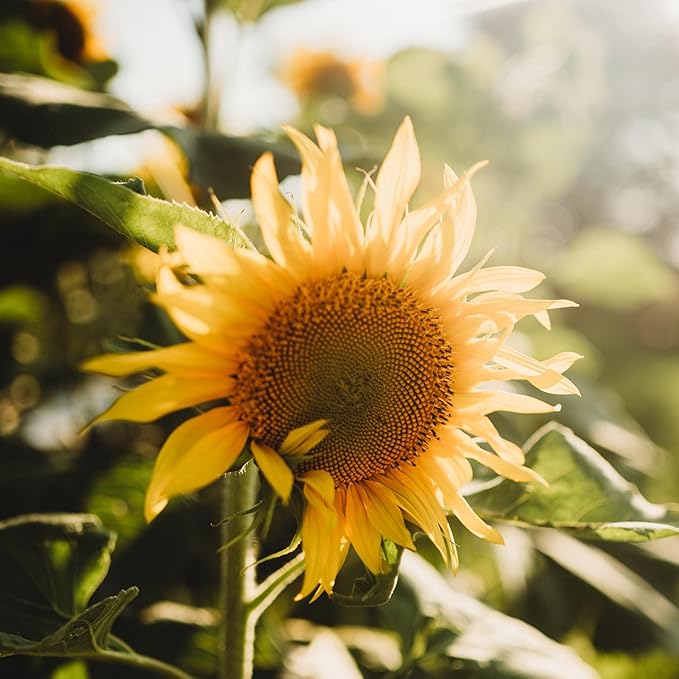 Peredovik Sunflower - 4oz Bulk (~1200 Seeds) - Pollinator-Friendly, Attracts Birds, Bees & Butterflies, Non-GMO Black Sunflower Seeds for Planting Outdoors in The Home Garden, Thresh Seed Company