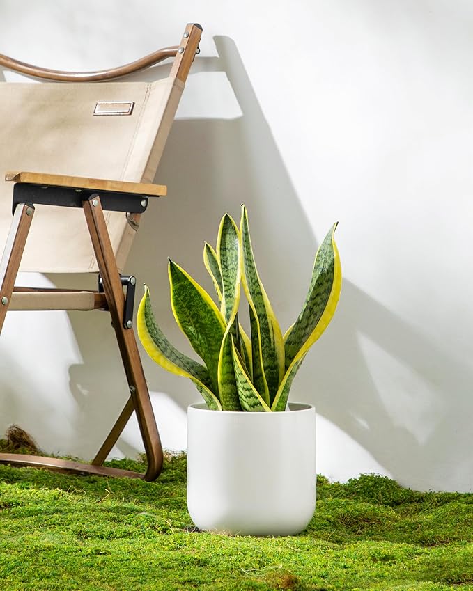 vancasso 6 Inch Ceramic Plant Pots, Planters with Drainage Hole, Flower Pots Planters Pots for Indoor Plants, Modern Indoor Decorative Garden Pot, Home Decor, White