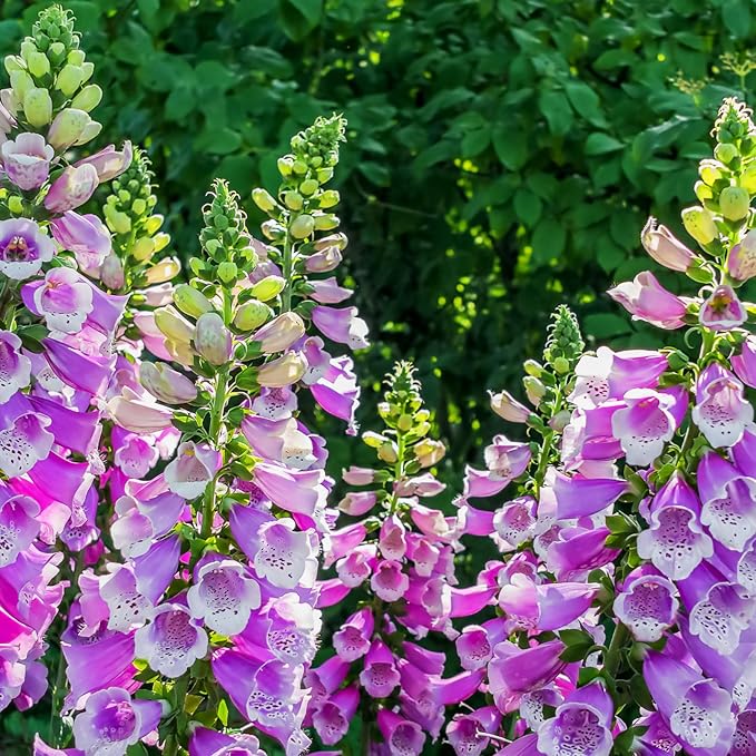 Created by Nature Foxglove Seeds, 62,700 Perennial Seeds, Purple, Pink, and White Flowers