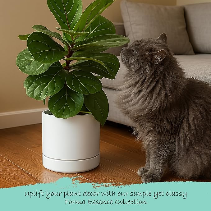 Phoenix Vine 6 Inch and 8 Inch Planter Pot with Drainage Hole & Deep Water Catch Tray Saucer, Straight Cylindrical Round Pot for Plants, Matte White, 23-A-1-Y