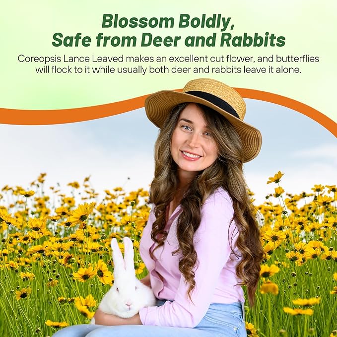 Outsidepride Lance-leaved Coreopsis Seeds - 5000 Pcs Perennial, Humidity & Drought Tolerant Flower Seeds for Planting Clumping Vibrant Golden Blooms, Ideal for Xeriscaping and Low Maintenance Gardens