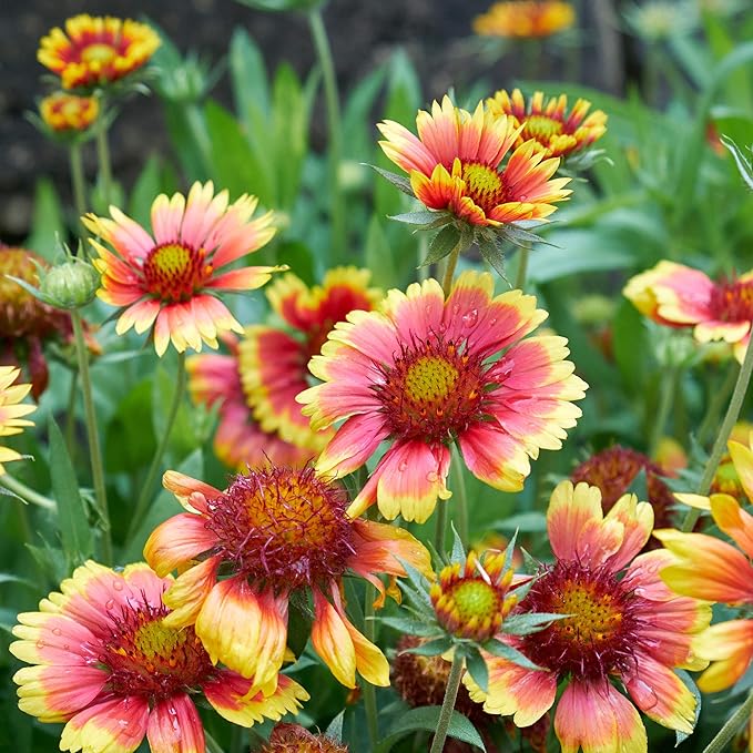 Outsidepride Gaillardia Pulchella Red Indian Blanket Seeds for Planting - 1 lb Annual Flower Seeds, Heat & Drought Tolerant for Xeriscaping, Borders, & Small Garden Spaces
