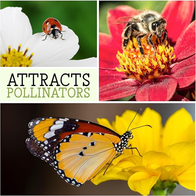 Seed Needs Sunflower Seeds for Planting The Original Crazy Blend | 1 Ounce 15+ Heirloom Varieties Open Pollinated & Untreated | Resealable Bulk Package Multicolored Blooms Flower Seeds