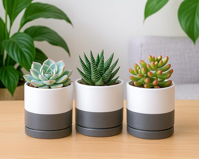 D'vine Dev Set of 3 Plants Pots, 3.5 Inch Ceramic Planter Pot for Plants with Drainage Hole and Saucer, White/Speckled Grey, 94-N-A-6