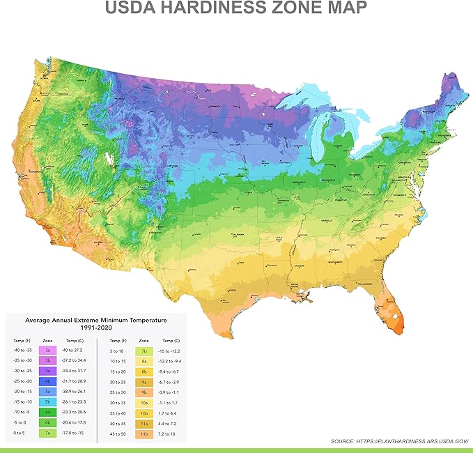 Garden State Bulb Batalinii Little Beauty Tulip Flower Bulbs, 6/+cm, Fall Planting (Bag of 25)