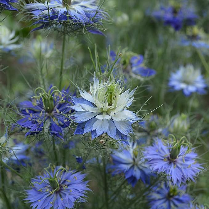 Love-in-a-Mist - 250 Seeds - Heirloom & Open-Pollinated Variety, Non-GMO Pollinator-Friendly Flower Seeds for Planting Outdoors in The Home Garden, Thresh Seed Company