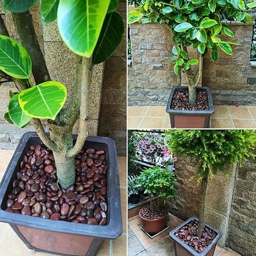 20lbs Red River Rocks for Landscaping, 2-3 Inch Natural Pebbles for Indoor Plants, High Polished Decorative Stones Vase Filler Fish Tank Aquariums Garden