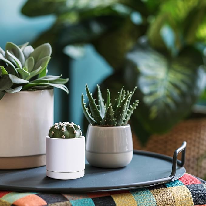 D'vine Dev Set of 3 Plants Pots, 3.5 Inch Ceramic Planter Pot for Plants with Drainage Hole and Saucer, White, 94-N-A-1