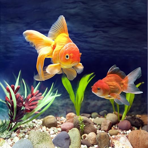 White River Rocks 40lbs, 1-2 Inch Natural Pebbles for Plants, Hand-Picked Premium Stones for Landscaping and Garden Design, Fish Tank, Flower Pots, Pathways and Backyard