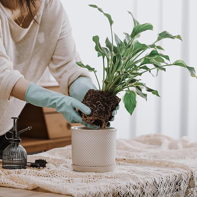 5.8 Inch Plant Pot: Ceramic Planter with Drainage Hole & Saucer for Indoor Outdoor Plants - Flowerpot with Bonded Tray for Home Office - Beaded Embossed Style, Cream White