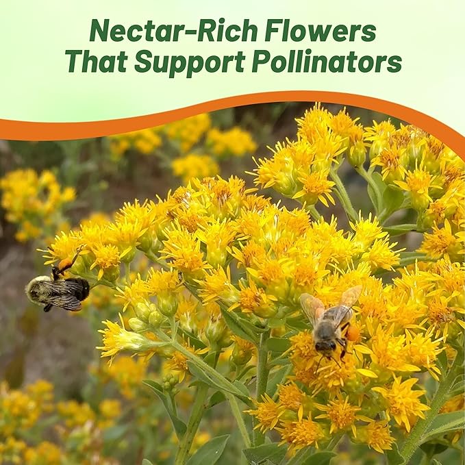 Outsidepride 5000 Seeds Perennial Solidago Stiff Goldenrod Flower Seeds for Planting