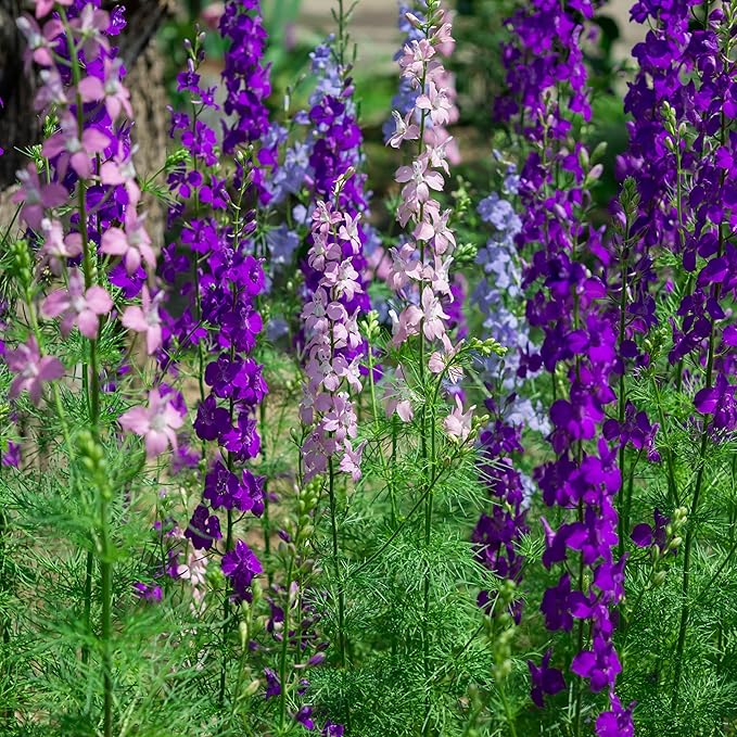 Outsidepride Mixed Rocket Larkspur Seeds for Planting Outdoors - 1 Lb. Annual, Self-Seeding, Heat & Drought Tolerant Wildflower Seeds for Cut Flower Arrangements & Pollinator Gardens
