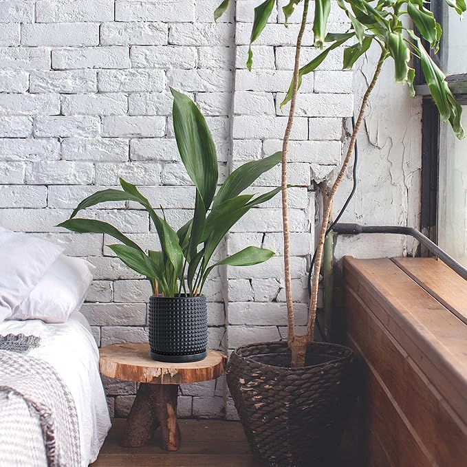 D'vine Dev Set of 2 Ceramic Plants Pots, 6 Inch Beaded Stoneware Flower Pot for Plants with Drainage Hole and Saucer, Ebony Matte, 27-E-X-6