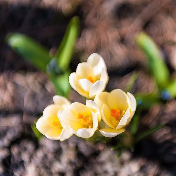 Easy to Grow Crocus Cream Beauty 20 Plant Bulbs - Fragrant Light Yellow Flowers in Late Winter to Early Spring, Outdoor Zones 3-8