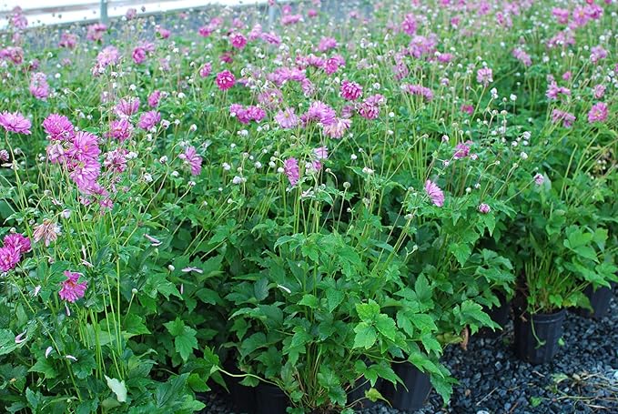 Perennial Farm Anemone x Hybrida 'Pamina' – Live Windflower in #1 Container, Semi-Double Deep Rose-Pink Blooms, Long Blooming, Deer Resistant, Perfect for Borders, Shade & Pollinator Gardens