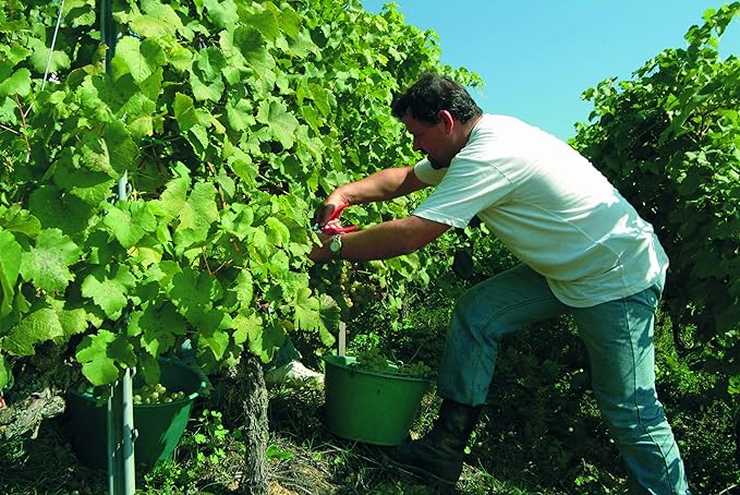 Felco F310 Pruning Snips – 7.3" Lightweight Garden Clippers for Fine Trimming & Harvesting | Pruning Shears for Gardening | Garden Snips and Pruners with Forged Aluminum Handles, Precision Tip