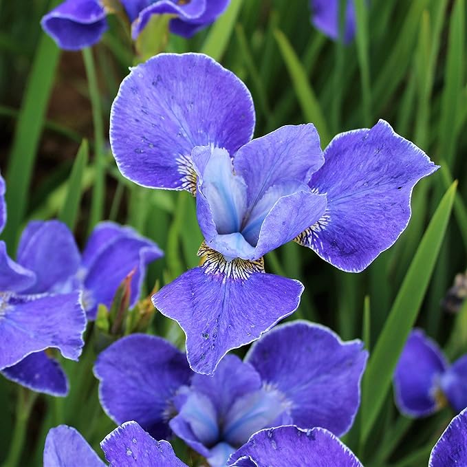 Easy to Grow Siberian Iris Silver Edge 1 Plant Division - Blue Violet Flowers in Spring to Summer, Full to Partial Sun Outdoor Zones 3-8