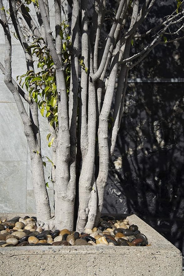 MSI Decorative Polished Mixed Pebbles, 1.2 inch - 2 inch, Multicolor, 40 lb. Bag(Pallet/ 55 Bags)