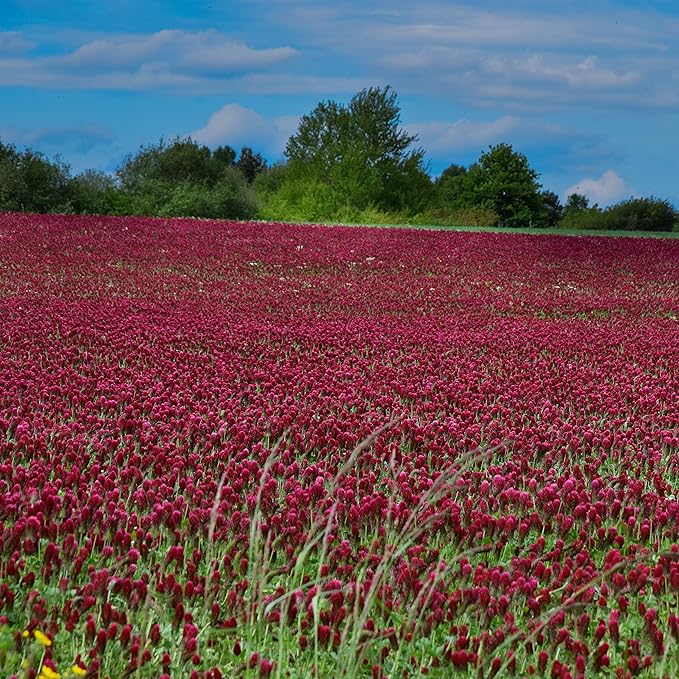 Outsidepride Crimson Clover Seeds - 2 lbs. Annual, Nitrocoated, & Inoculated Ground Cover Seeds, Ideal Clover Seed for Lawn, Cover Crop, Pasture, Hay, Green Manure & Wildlife Forage