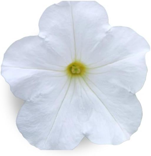 White Petunia - Complete Seed Pod Plugs with Plant Food - 10 Pods for Hydroponic Gardens, Click and Grow, Lettuce Grow and Outdoor Gardens