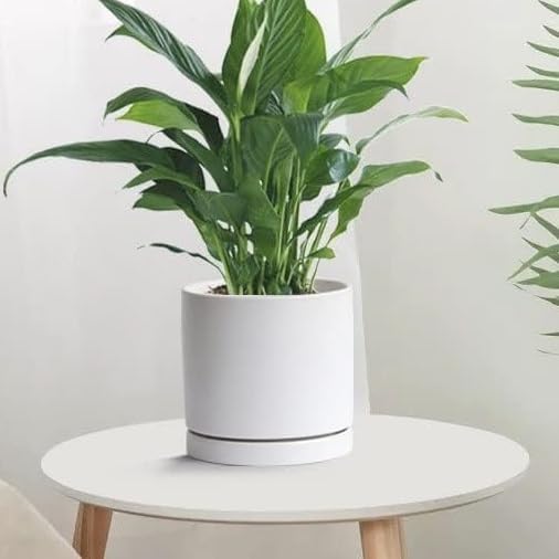 2 Pack Ceramic Plant Saucer Pot Tray 6 Inch, Planter Saucers 4 5 6 7 8 9 10 11 12 13 Inch for Indoors Outdoor, Durable Sturdy Flower Drainage drip Water Tray for Glazed Pots Base (6.4 Inch-White)