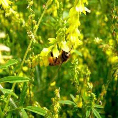 Outsidepride Yellow Sweet Clover Seed - 20 lbs Biennial, Drought-Tolerant, Frost-Resistant, Nitrocoated, Inoculated Yellow Clover Seeds Cover Crop for Forage, Honey Production, & Pollinators