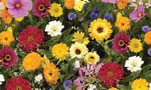 Wildflower Seed Mix, 16 Ounces of Seed (1 Pound), Great for Colorful Border Gardens, USA Product.