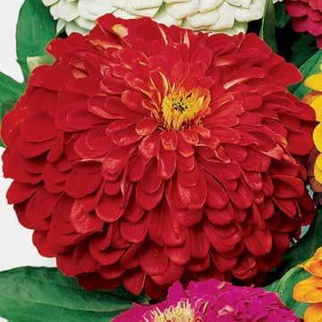Park Seed Zinnia Flower Planting Seeds, Easy to Grow, Perfect for Spring Garden, Park's Picks Deep Red, Pack of 50