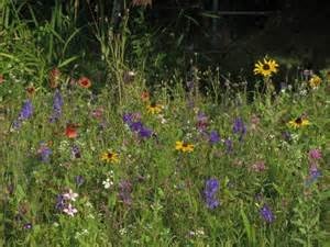Wildflower Seed Mix, 16 Ounces of Seed (1 Pound), Great for Colorful Border Gardens, USA Product.