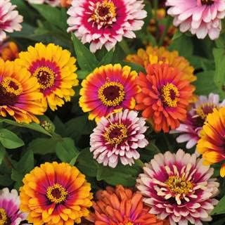 Park Seed Zinnia Flower Planting Seeds, Easy to Grow, Perfect for Spring Garden, Funfair Mix, Pack of 50