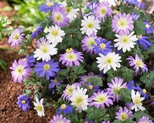 Anemone Flower Bulbs for Planting (3) - Easy to Grow Corms, Beautiful Mixed Color Windflower Blooms by Greenhouse PCA