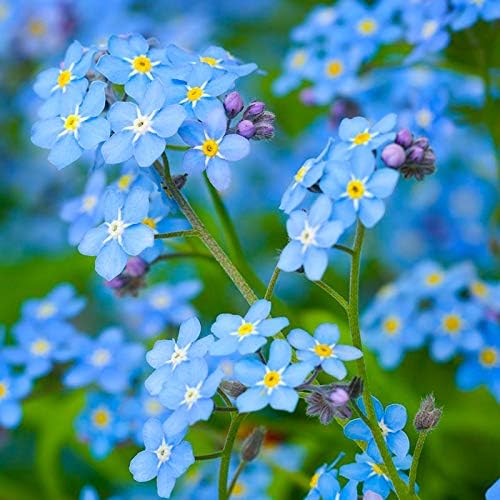 Created by Nature Forget Me Not Seeds, 5,000 Blue Biennial Wildflower Seeds