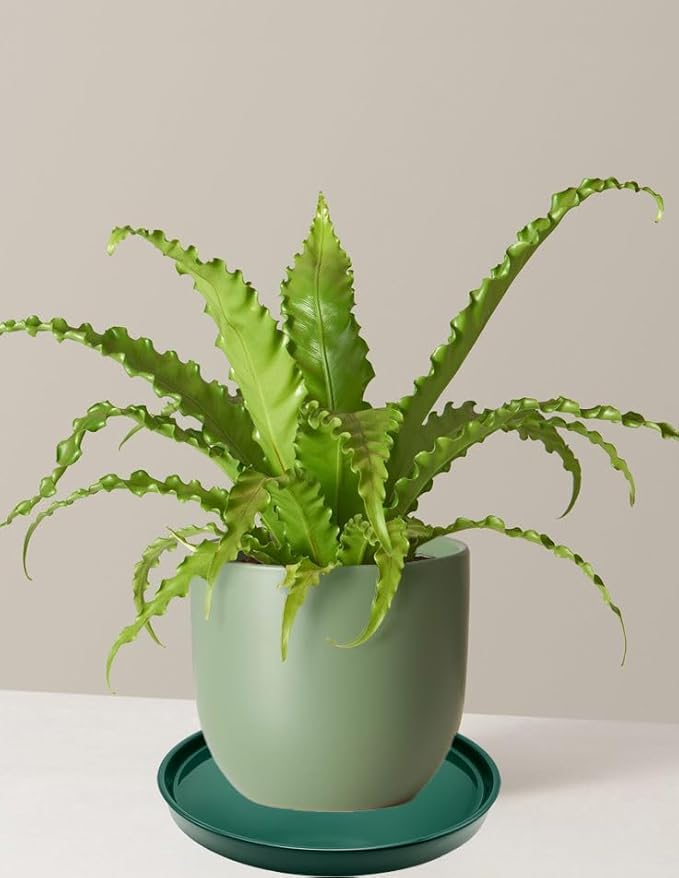 4 Pack Ceramic Plant Saucer Pot Tray 4 Inch, Planter Saucers 4 5 6 7 8 9 10 11 12 13 Inch for Indoors Outdoor, Durable Sturdy Flower Drainage drip Water Tray for Glazed Pots Base ((4.5"/4.1"-Green)