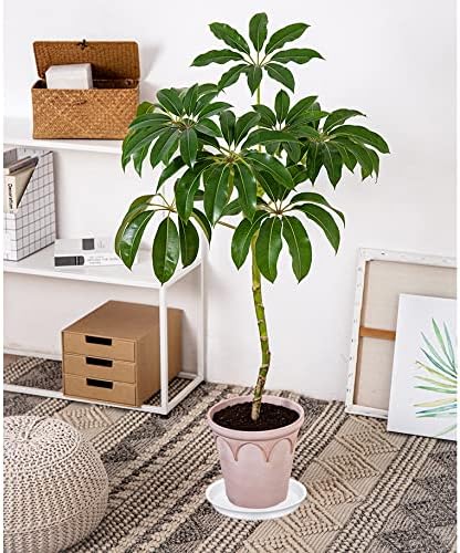 2 Pack of 14 inch Plant Saucers Bird Bath Bowl, Plant Saucer 14" Round, Plastic Plant Tray for Pots, White Planters for Indoor Plants, Plant Trays for Planter 12-15" (14", Creamy White)