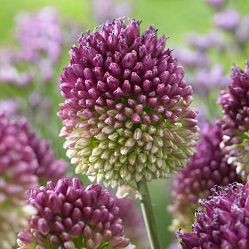 10 Allium Drumstick Bulbs for Planting - Exotic Blooming Onion - Beautiful Spring Flowers